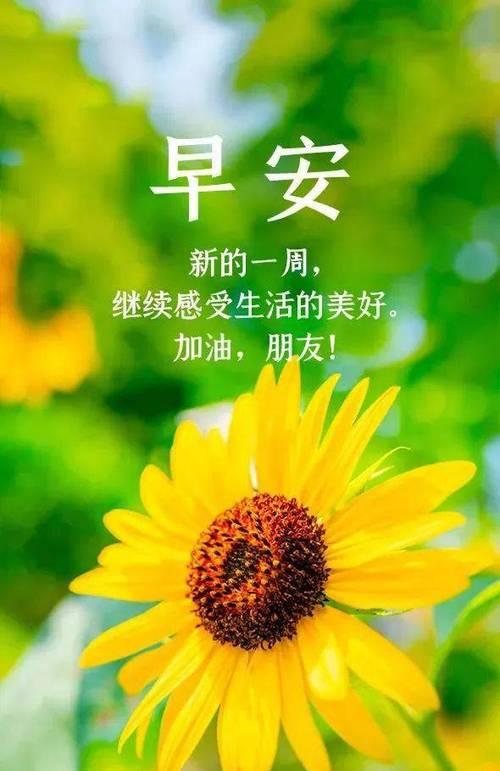 《静享清新，献上美好》