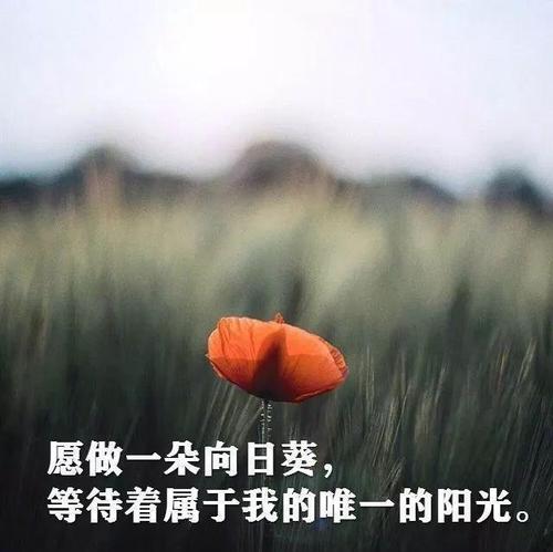 唯美哲思——探寻经典短句的深意（用哲学之眼看待生命与世界的点滴）