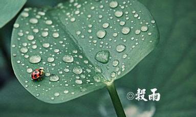 雨后静思（雨霁后的清新与寂静）