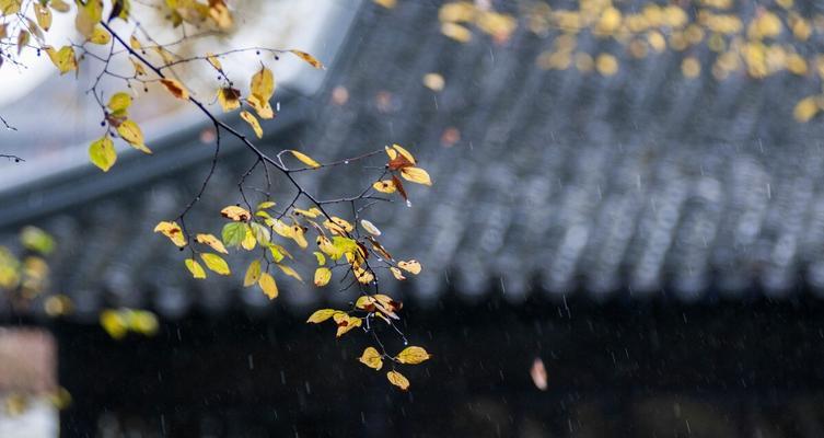 《落花有意，流水无情》——秋雨思绪纷飞