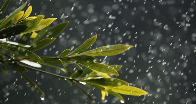 一场秋雨，一场寒（落叶如雨）