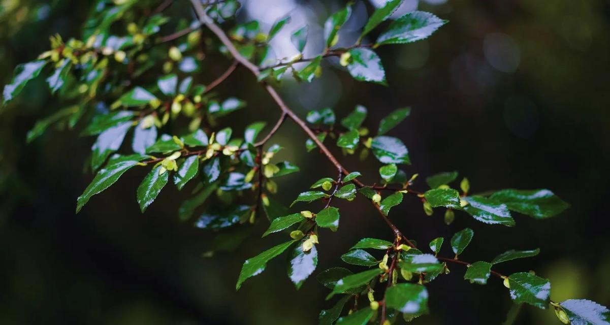 《秋雨深深，寒意袭人》