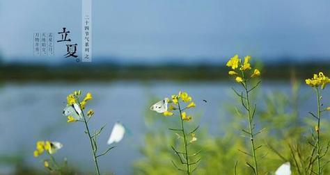 立夏祥和美好，迎接新生机